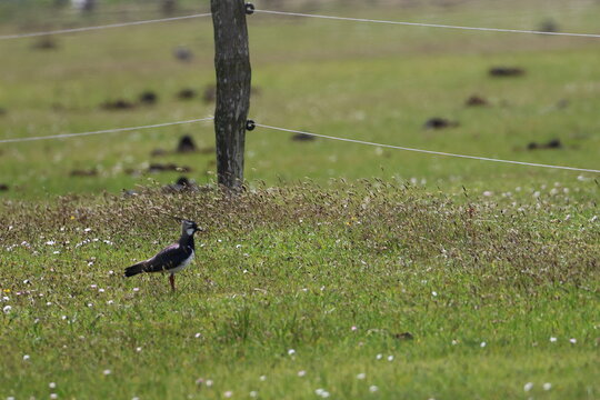 lapwing