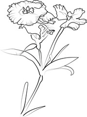 Fototapeta premium Sweet william flower line drawings, hand-painted Sag flower wall art, Sweet william flowers botanical wall art, simple Sweet william outline Sag flower drawing, Sweet william line