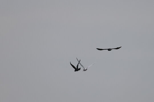 jackdaw and tern