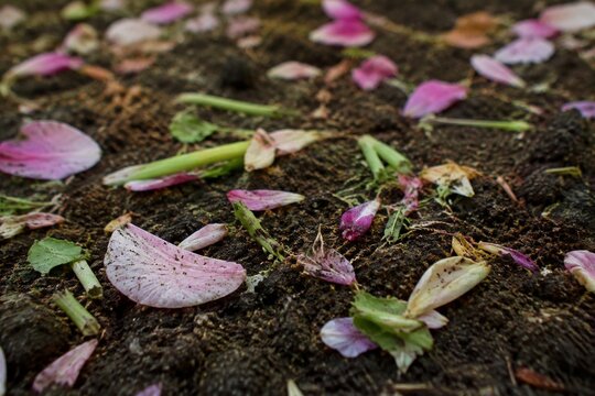 A garden soil surface with trampled flower petals and broken stems in soft daylight.