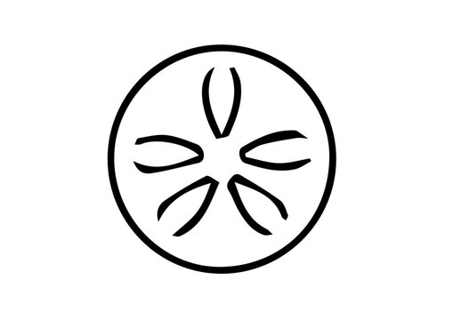 &Eacute;chino&iuml;des (echinoids)