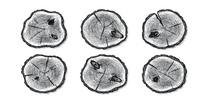 Set of hand drawn tree trunk cross sections with wood grain rings in vintage engraving style