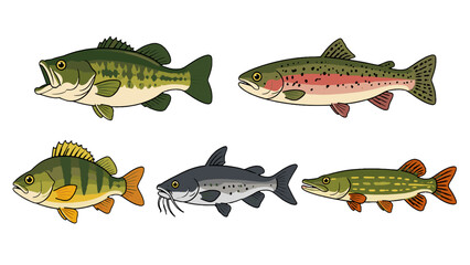 Fototapeta premium Set of freshwater fish illustrations isolated on white