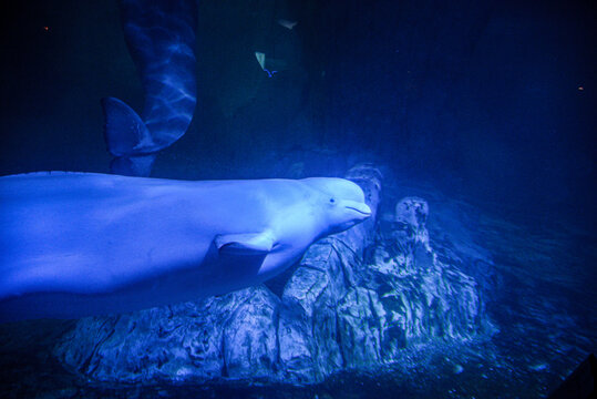 Close-up of a pilot whale underwater at an oceanographic aquarium