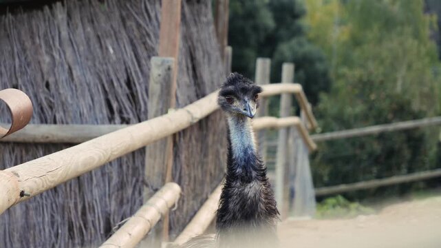 An ostrich stands in a pen on an ostrich farm near wooden fences. High quality 4k footage