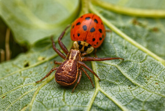 A crab-spider [ Xysticus ulmi ] holding a ladybug and trying to eat it. England