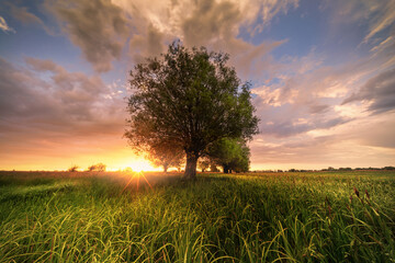 Drzewa Wierzba  © Sieku Photo