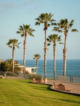 Palm trees and ocean view at Treasure Island Park, Laguna Beach, California