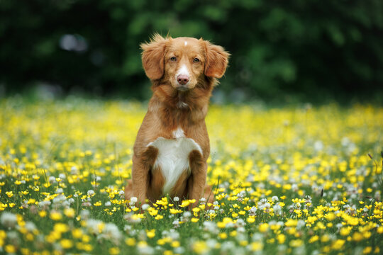 nova scotia duck tolling retriever dog sitting on a meadow with blooming yellow flowers