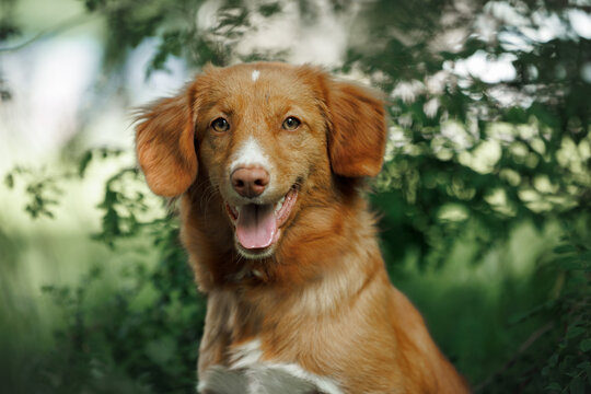 happy duck tolling retriever dog portrait outdoors in summer