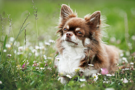 cute chihuahua dog lying on a meadow in summer
