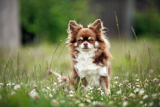 cute chihuahua dog sitting outdoors on grass