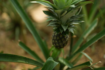 Fototapeta premium Close up of fresh artichoke bud growing on green plant in natural sunlight