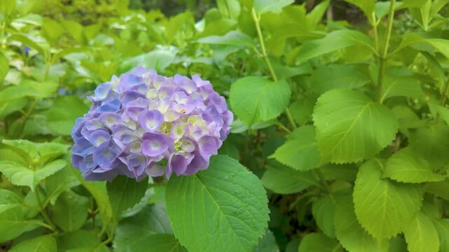 川県金沢市 卯辰山花菖蒲園に咲く紫色の紫陽花（あじさい）のクローズアップ 風にゆっくりと揺れるスローモーション映像 / Slow motion close-up of purple hydrangea blooming and gently swaying in the wind at Utatsuyama Hanashobu-en in Kanazawa City, Ishikawa Prefe