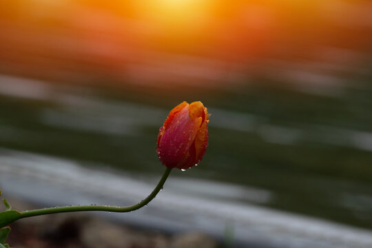 Fresh spring tulip bud with morning dew drops. Beautiful macro shot of a blooming flower in the rain, featuring elegant bokeh and soft golden light flair.