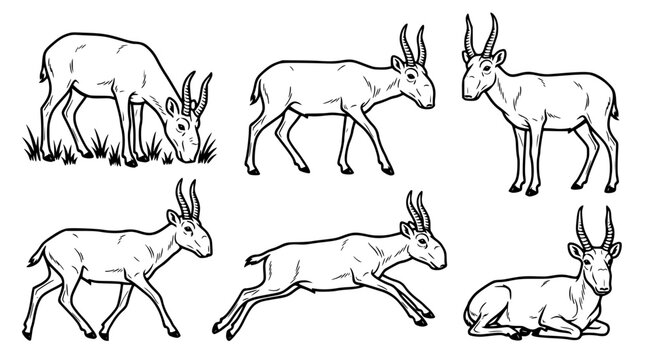 Set of saiga antelope illustrations featuring multiple natural behaviors such as grazing and running in clean black and white line art style for wildlife conservation and educational design works