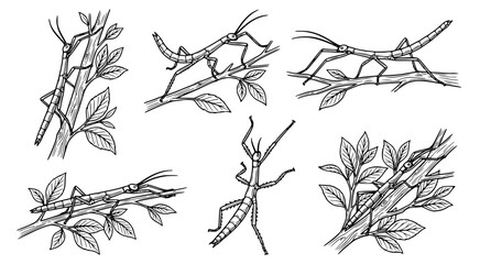 Obraz premium Stick insect collection line art set featuring various phasmatodea species on branches and leaves in detailed black and white illustration style for nature education and scientific entomology projects