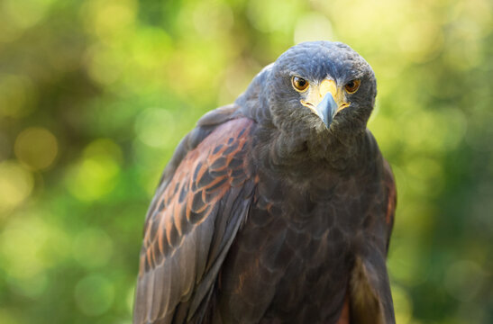 Hawk (Parabuteo unicinctus) Against Green Yellow Background Stares Out
