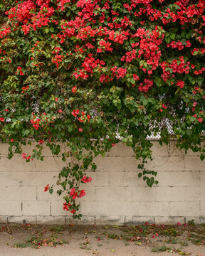 Red bougainvillea in the Arts District, Los Angeles, California