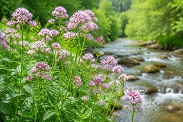 Obraz premium Cluster of valerian plants with pink-white flowers growing by a stream.