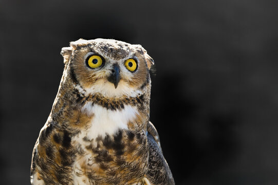 Great Horned Owl (Bubo virginianus)  Looks Up to Sky Grey Background