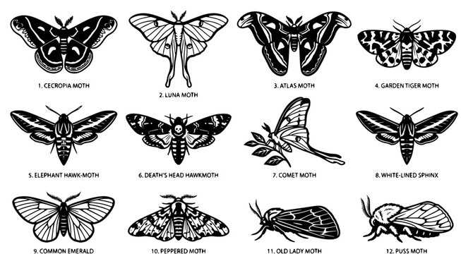 Educational collection of moth species vector illustrations including Luna Moth Atlas Moth and Death's Head Hawkmoth in black line art style for scientific nature documentation or entomology