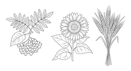 Obraz premium Detailed botanical sketches showcase a branch of rowan berries with leaves, a large blooming sunflower, and a bundle of ripe wheat stalks.