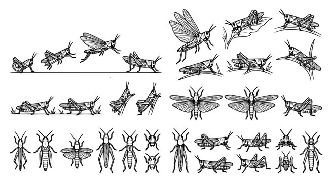 Extensive collection of grasshopper illustrations showing life cycle stages and varied insect poses in black and white ink line art for entomology study or scientific nature illustration projects