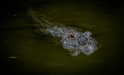 Obraz premium alligator in the water