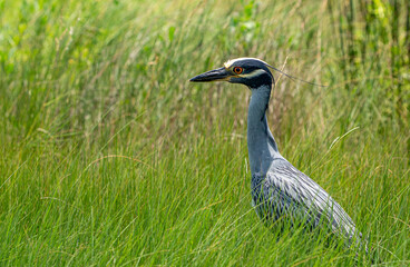 Obraz premium yellow crowned night heron