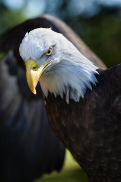 American Bald Eagle (Haliaeetus leucocephalus) Looks Down Beak Wings Spread