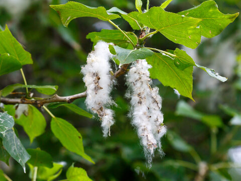 Poplar fluff is poplar seeds, each of which is tiny, about 1-2 mm, but surrounded by a bundle of thin white threads made of pure cellulose