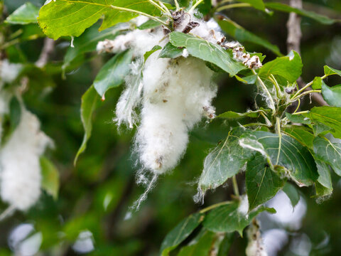 Poplar fluff is poplar seeds, each of which is tiny, about 1-2 mm, but surrounded by a bundle of thin white threads made of pure cellulose.
