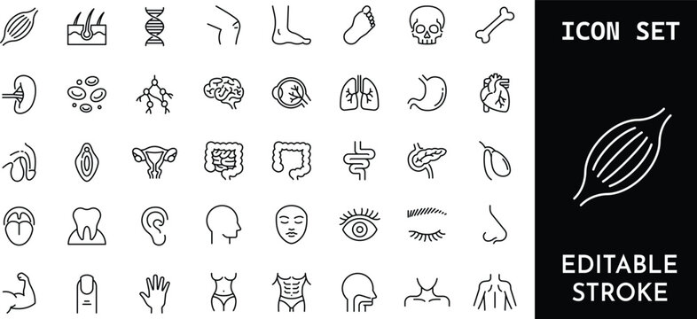 Anatomy and medical body parts thin line icon set.