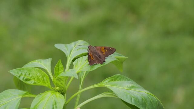 Silver-spotted Skipper butterfly, Epargyreus clarus, on a pepper plant
