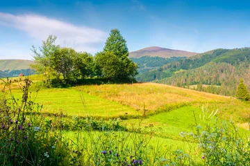 rural scene in carpathian mountain landscape. summer countryside view with rolling hills in lush green grass. forested slopes in the distance © Pellinni