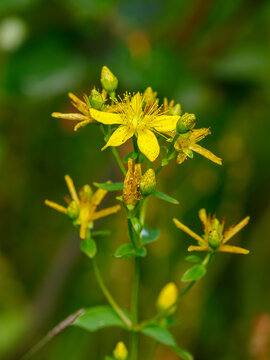 John's wort ( Latin- Hypericum perforatum) is a perennial herbaceous plant; a species of the genus St. John's wort ( Hypericum ) of the family St. John's wort ( Hypericaceae )