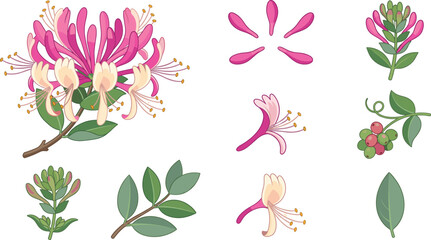 Botanical honeysuckle floral illustration collection with separate pink petals flower heads individual green leaves and wild berry cluster element clip-art © Nasrin