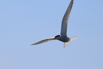 Fototapeta premium common tern
