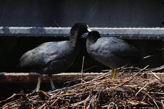 coot