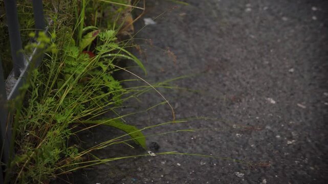 neutral grass on concrete surface viewed from top-down perspective in natural setting with green and gray tones, static scene with no visible action or movement.