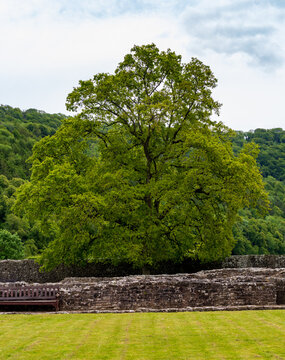 Historic Tintern Abbey, a Cistercian abbey, set within the lush green landscape of Wales featuring ancient ruins.