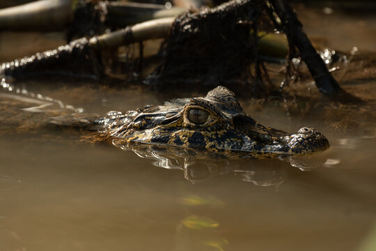 In Brazil's Pantanal, the alligator is actually the yacare caiman (Caiman yacare).