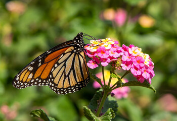 Fototapeta premium butterfly on flower