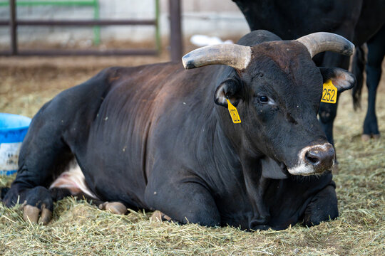 Lehi, Utah, United States - 25 June 2026: View of a black bull with horns and yellow ear tags resting on hay at the Lehi Roundup Rodeo Grounds.