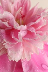 Fototapeta premium Beautiful pink peony flower with water drops as background, closeup