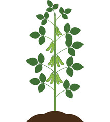 Obraz premium Simple vector illustration of a mature soybean plant with green pods growing in soil isolated on white