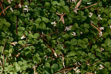 Naklejka premium Groundcover leaves and foliage of wild strawberry plants with small white flowers and green growth, closeup nature scene showing dense vegetation, scattered dry leaves and textured forest floor.