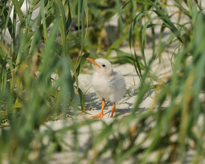 Royal Tern Chick © Kristina