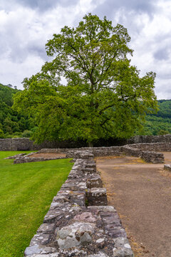 Historic Tintern Abbey, a Cistercian abbey, set within the lush green landscape of Wales featuring ancient ruins.